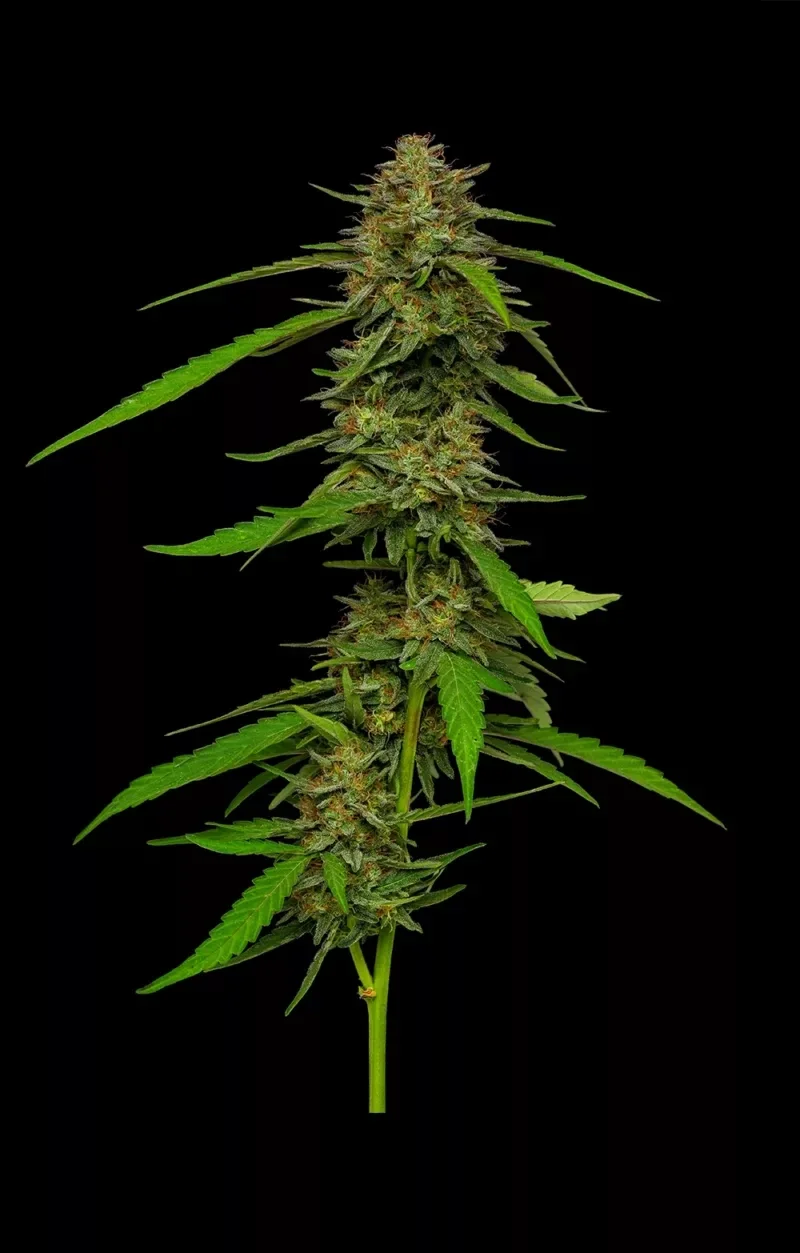 Humboldt Seed Company / Strawberry Cheesecake Fem Seeds