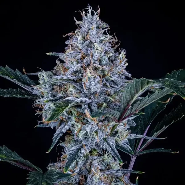 Mephisto Genetics / Sundae Thumper Auto 3 Seeds
