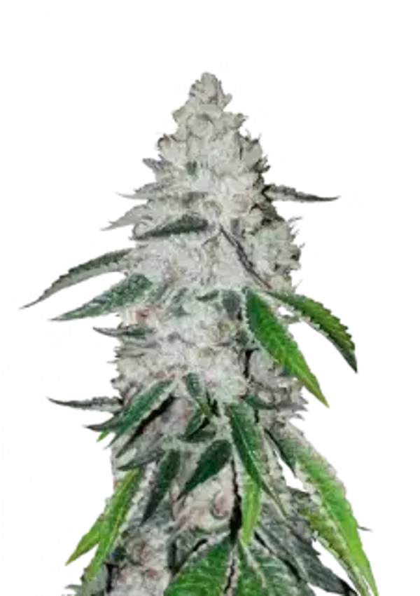 West Coast OG Auto / 420 Fast Buds