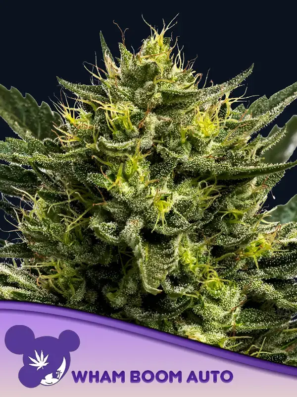 Wham Boom Auto / Anesia Seeds
