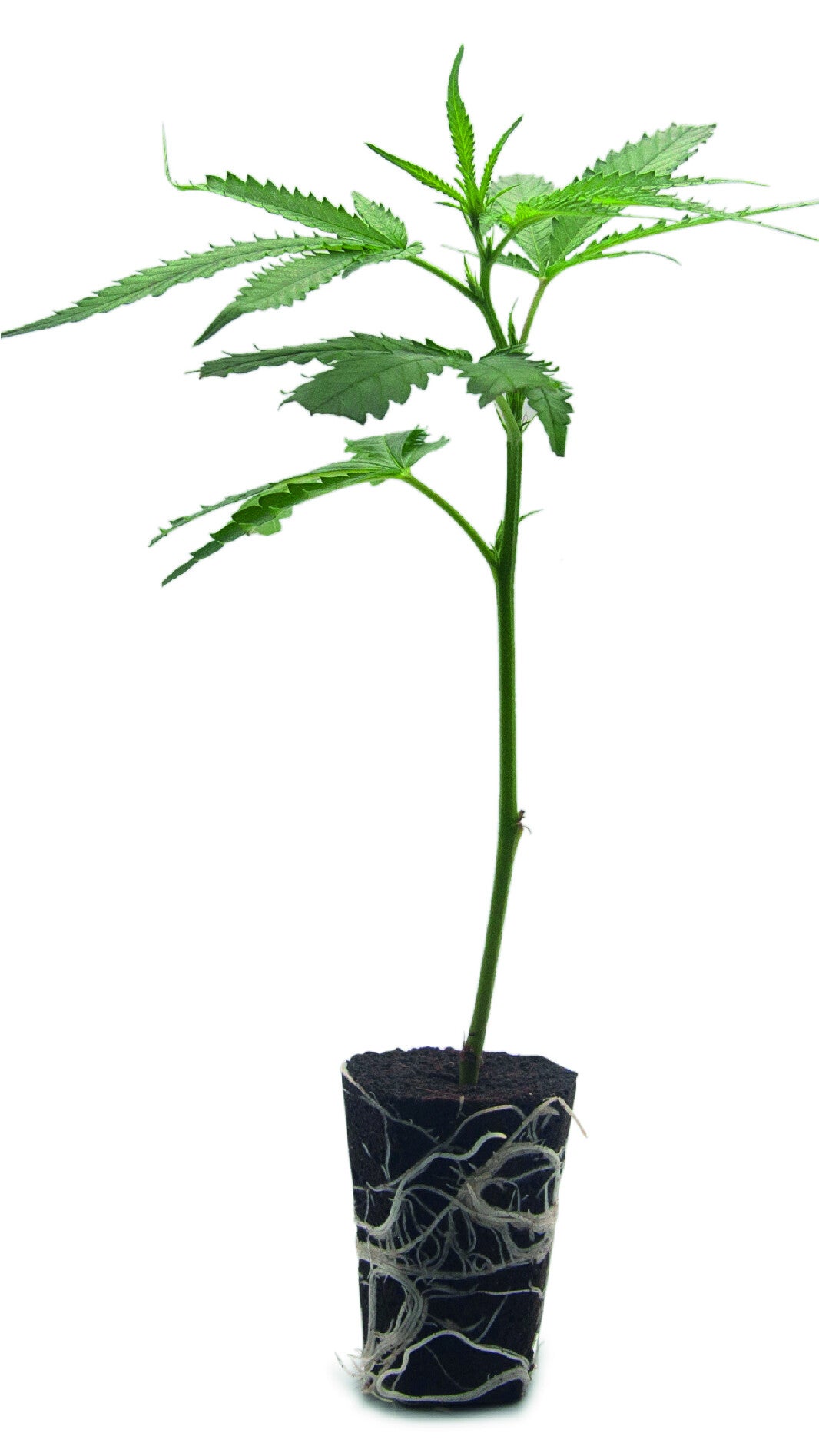 White Russian Steckling