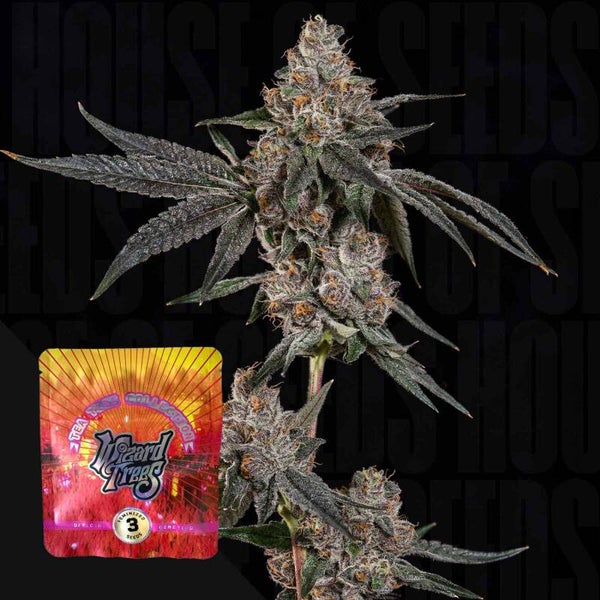 Grand Prixx 3 Stück / Wizard Tree Seeds