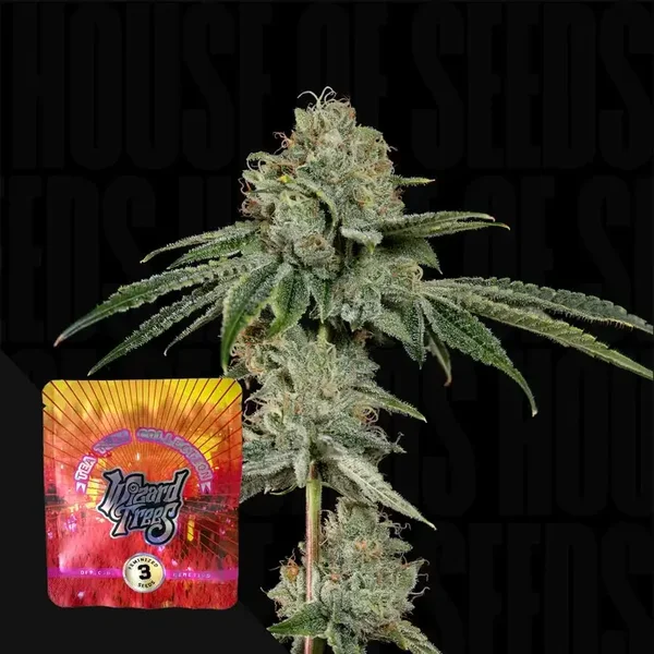 Wizard Tree Seeds / OG Hour