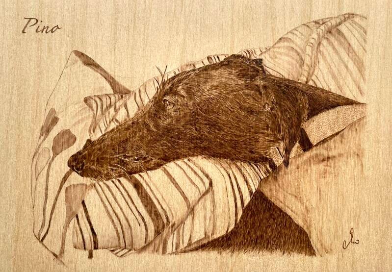 Protrait eines spanischen Galgos