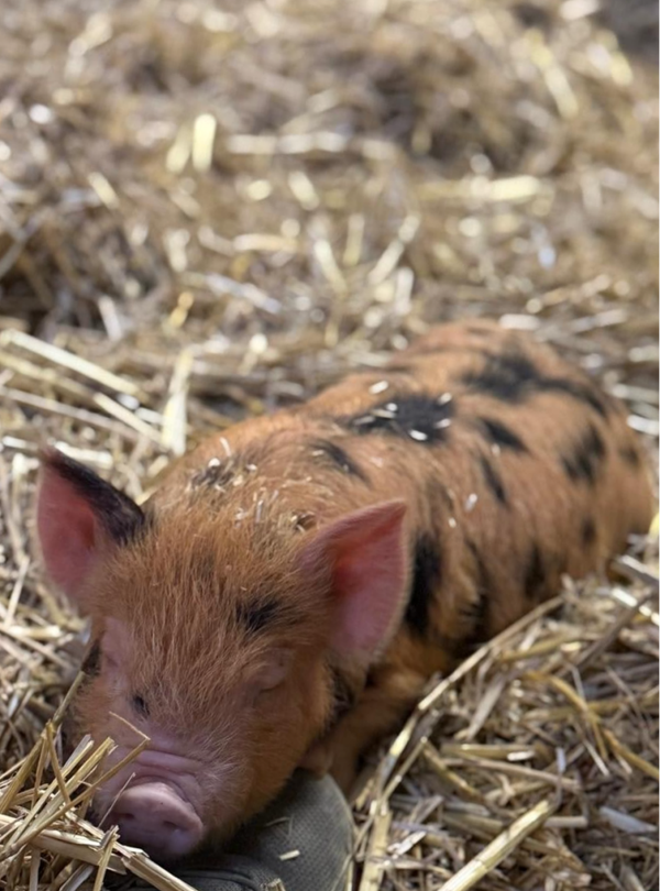 Tierpatenschaft Kunekune Ferkel