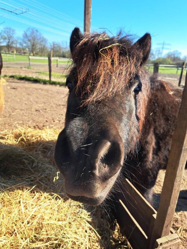 Tierpatenschaft Pony "Teddy"