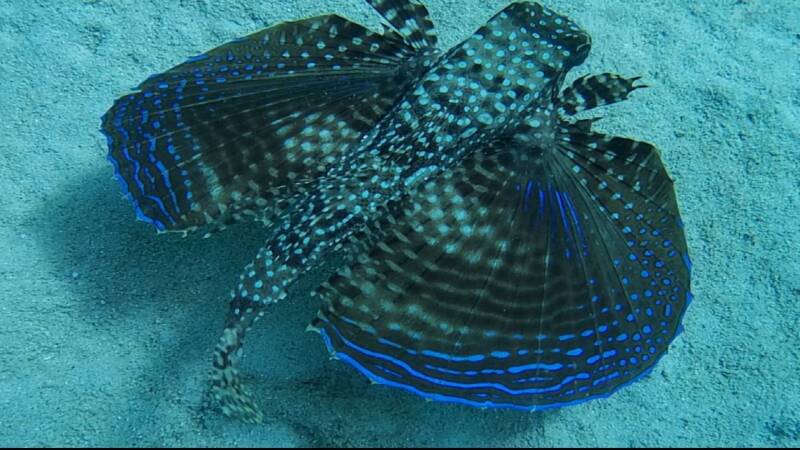 Flying Gurnard
