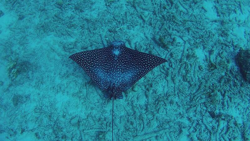 Spotted Eagle Ray