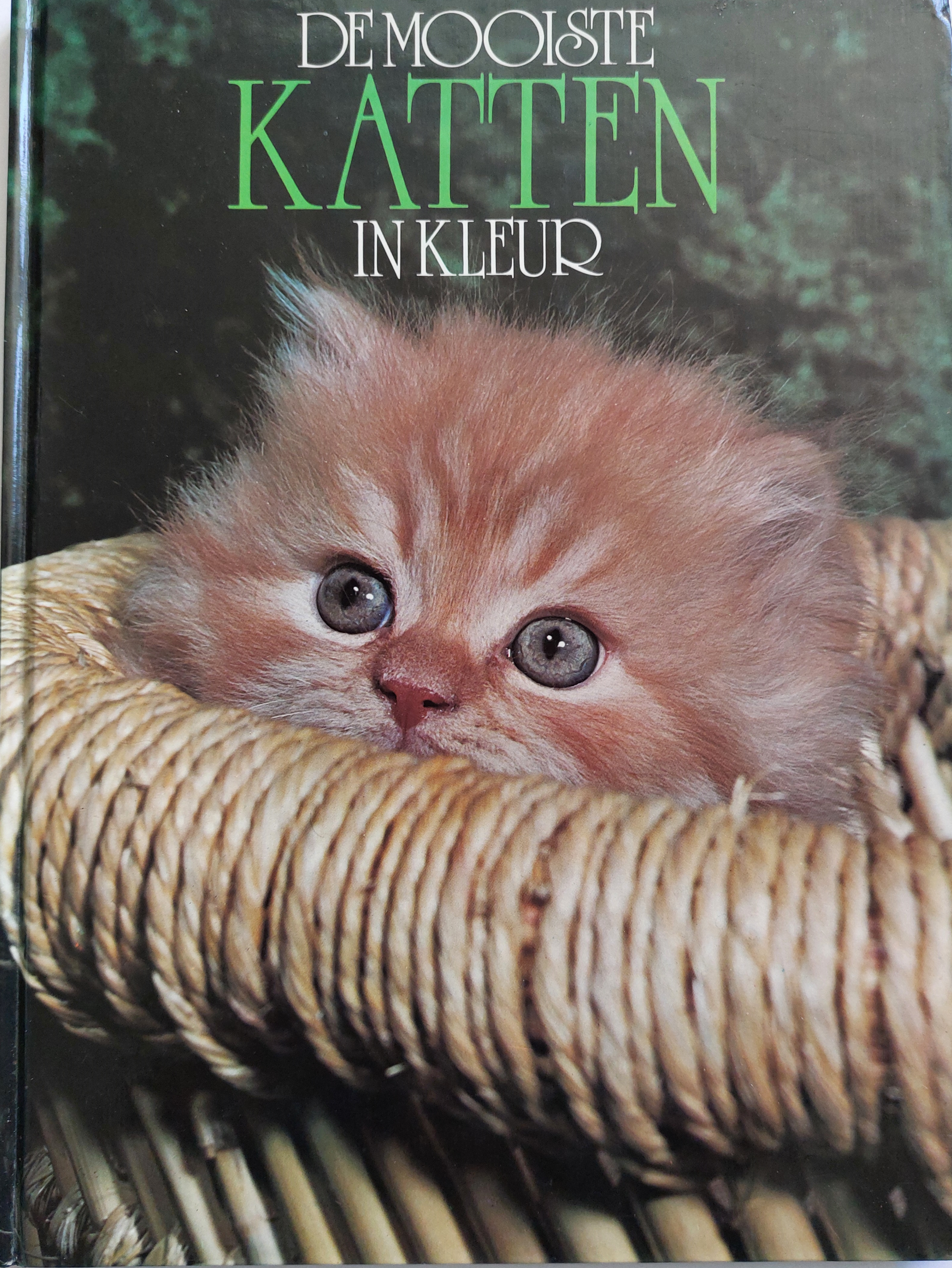 De mooiste katten in kleur