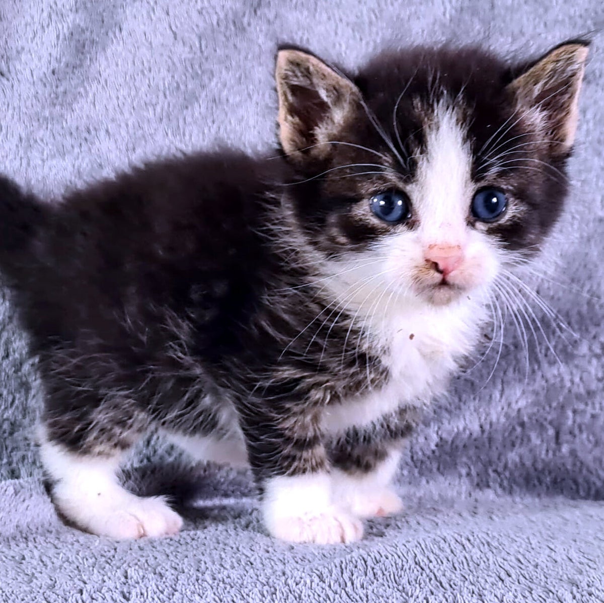Kitten Inco Wie zijn wij? / De Stichting | Stichting Kittenopvang Kitten&Co