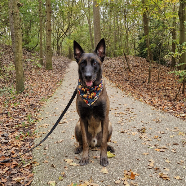 Hondenbandana halloween