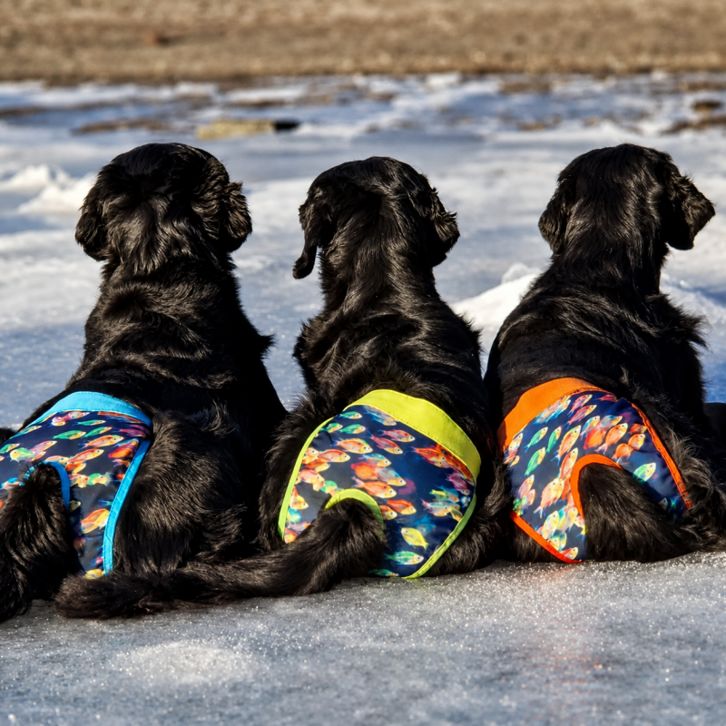 Dutch for dogs loopsheidbroekjes