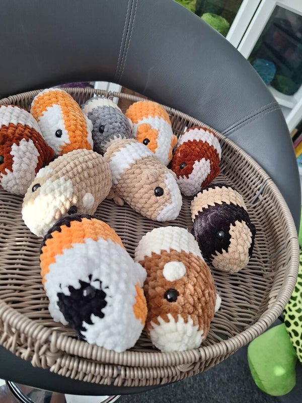Meerschweinchen