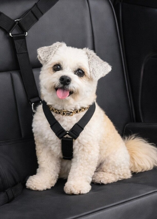 Autogordel voor honden