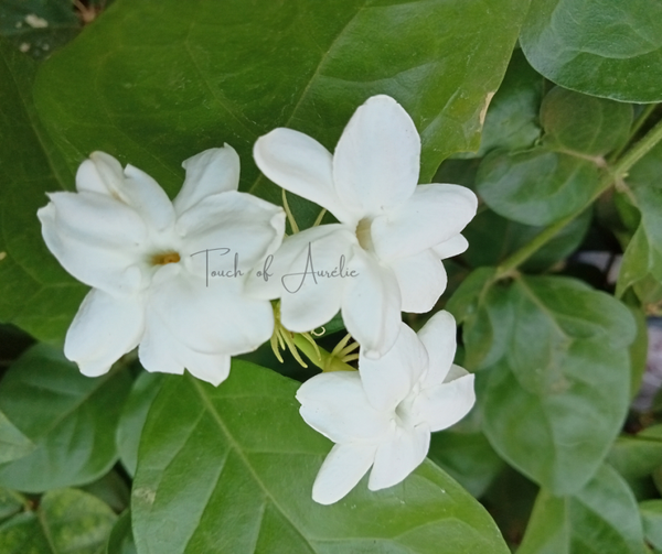Jasmin
