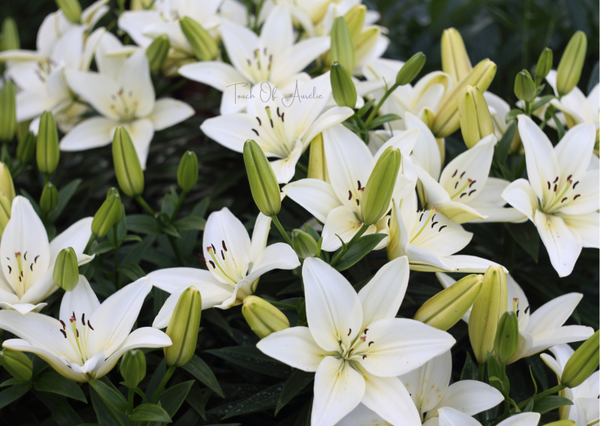 Lys Blanc