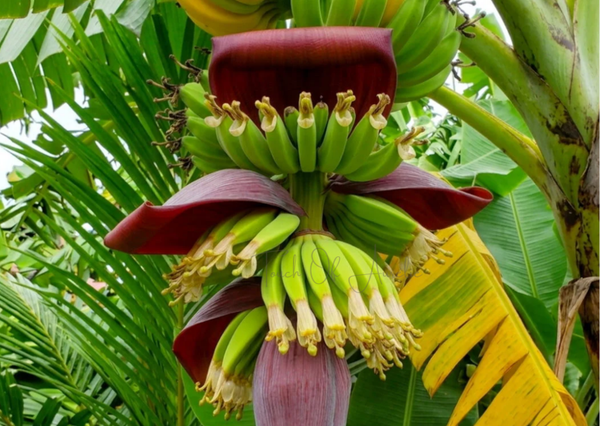 Fleur de bananier