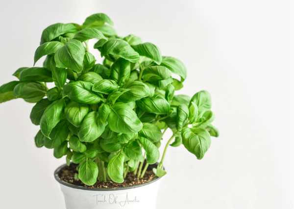 Basilic frais