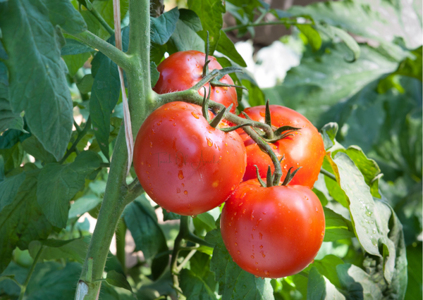 Feuille de tomate