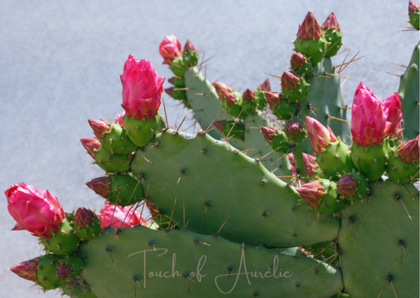 Fleur de Cactus
