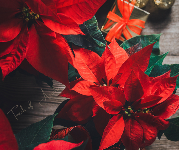 Fleur de Noel