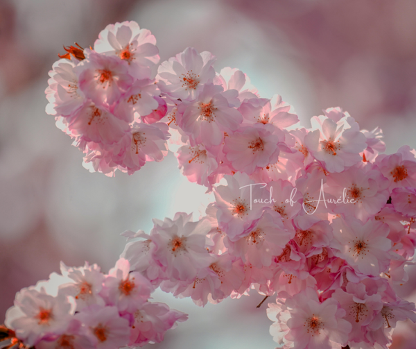 Fleur de Sakura