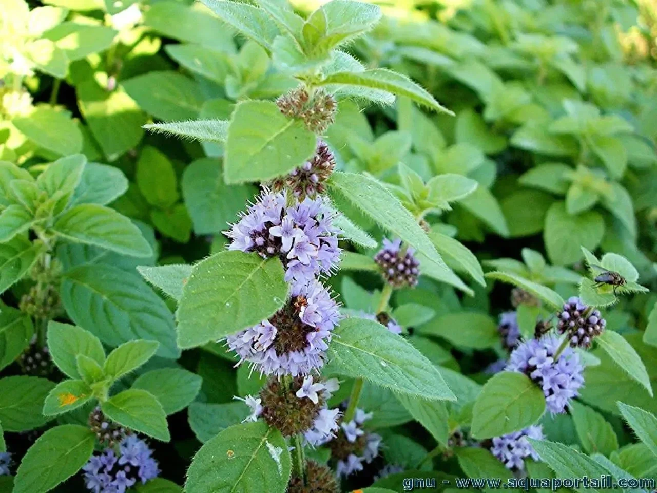 Menthe Sauvage