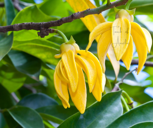 Ylang Ylang