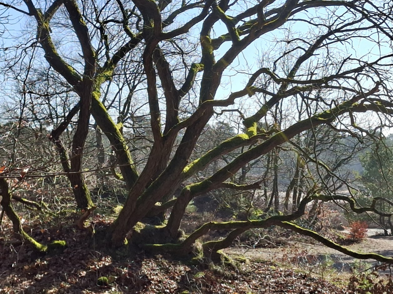 Bosbaden in Soesterduinen, bomen die met elkaar op pad zijn, verbonden met de wortels