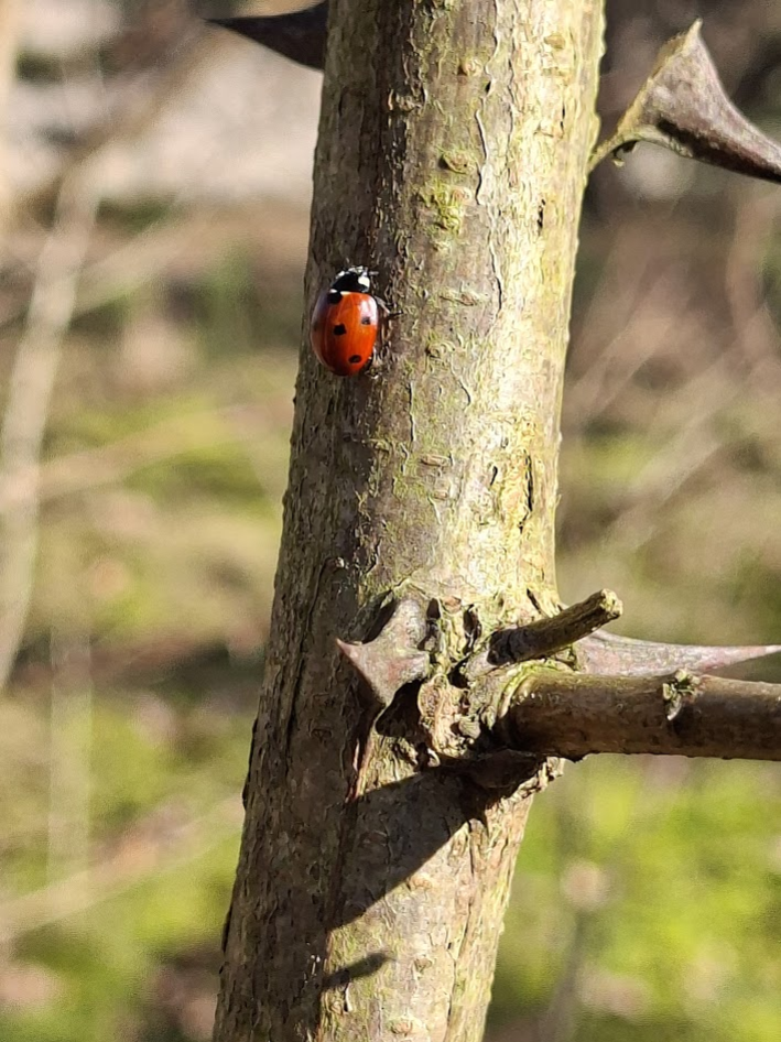Bosbaden met Elja, het laantje naar bos.
