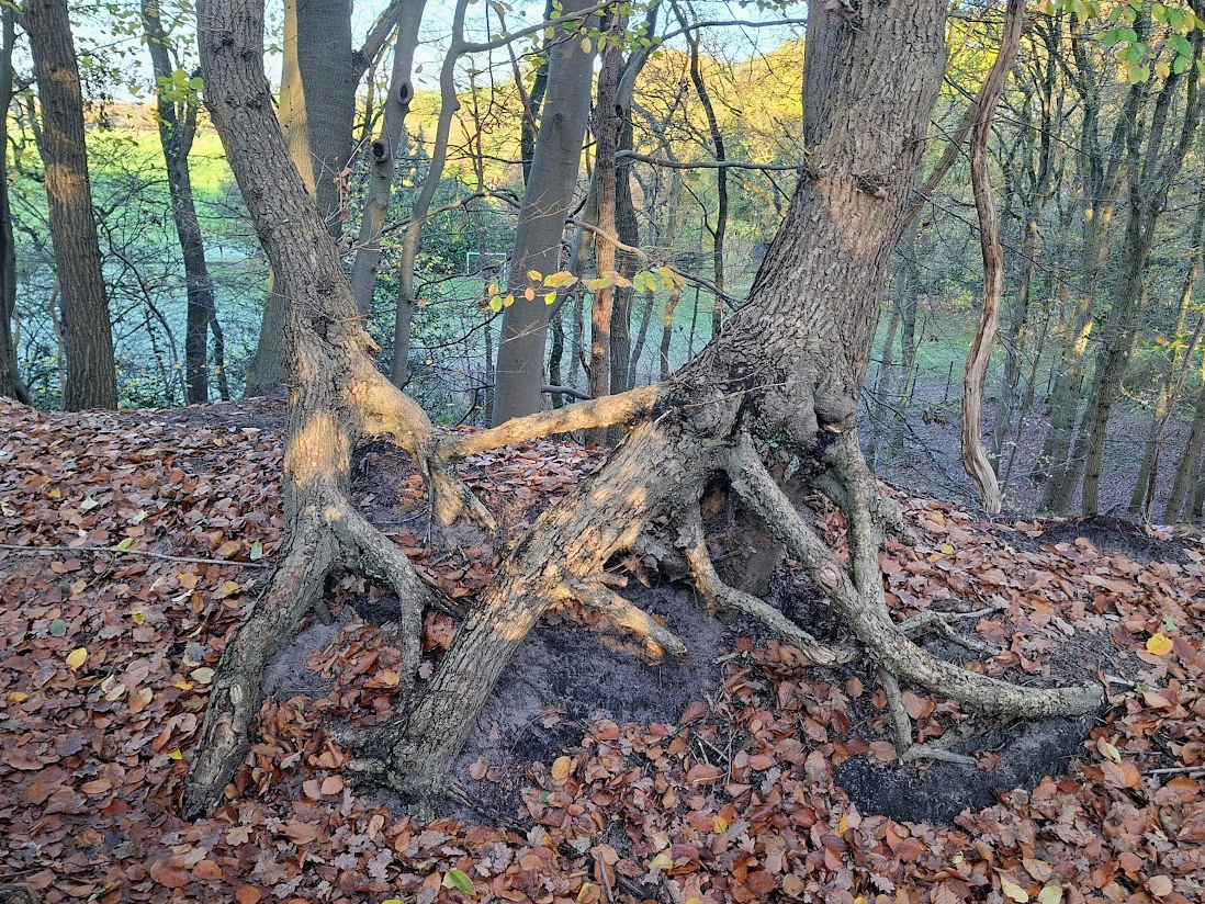 Natuurcoach sessie in de Soesterduinen. Het bospad met de kronkelige bomen leidt de weg.