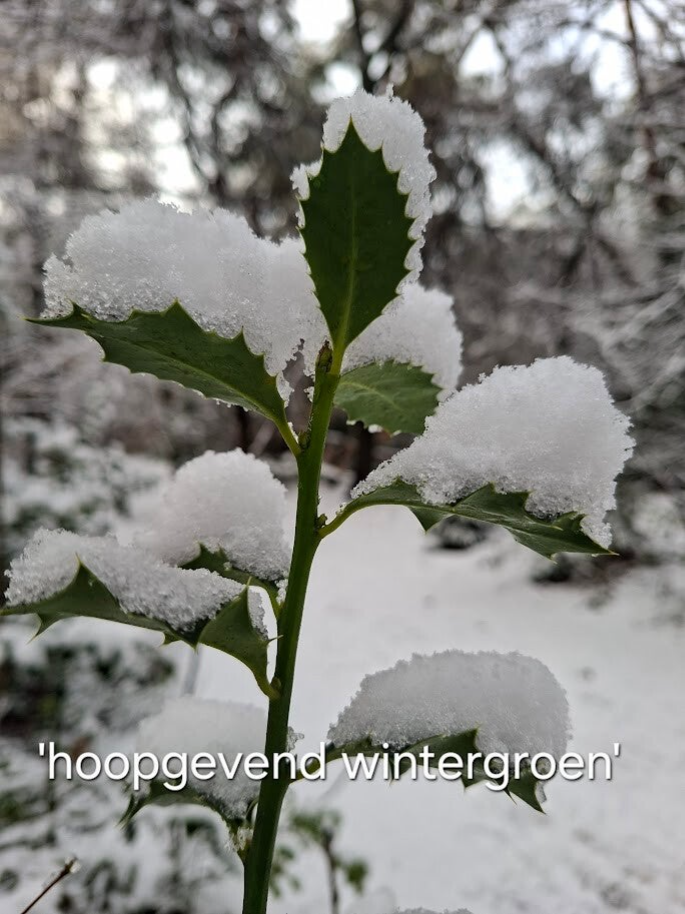 hulst in sneeuw. Natuur als liefdevolle gids, tijdens bosbaden met Elja in de soesterduinen Amersfoort