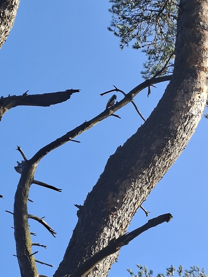 Bosbaden in de Soesterduinen (omgeving Amersfoort). De grote bonte specht die  van zich laat horen.