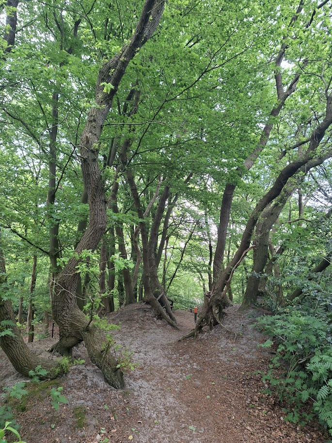 Bosbaden in de Soesterduinen (omgeving Amersfoort) met Elja