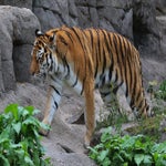 013-standard-byiy0m.jpg