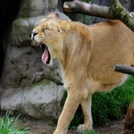 023-standard-9mbgmr.jpg