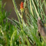 027-standard-1s9i8l.jpg
