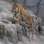 033-standard-ui9h1v.jpg