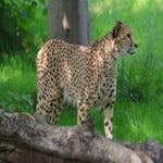 084-standard-rzy0jp.jpg