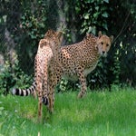086-standard-gkgfld.jpg