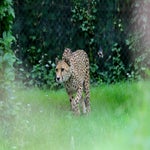 090-standard-1d9cpt.jpg