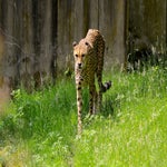 097-standard-p9ji4r.jpg