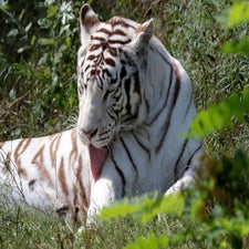 c_t_7601-1.jpg