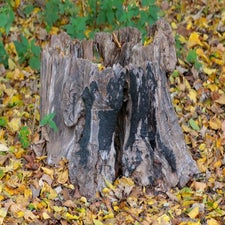 c_t_9887.jpg