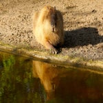 c_t_0025-standard.jpg