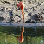 c_t_0042-standard.jpg