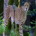 c_t_0120-standard.jpg