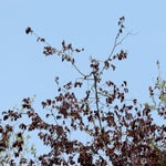 c_t_0124-standard.jpg