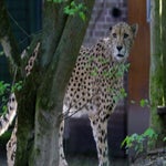 c_t_0140-standard.jpg