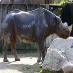 c_t_0190-standard.jpg